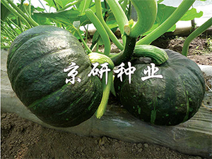 ������ī��-�ϹϷN��-����