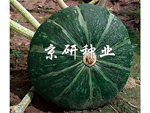 ���G��-�ϹϷN��-����