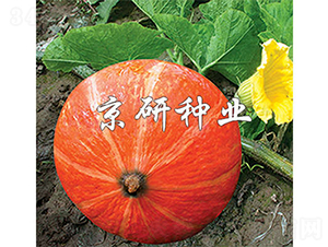 ���t��-�ϹϷN��-����