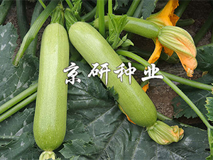 ����7̖-�����J�N��-����