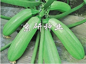 ���22̖-�����J�N��-����