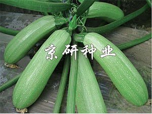 ����CRV2-�����J�N��-����