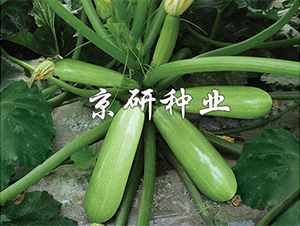 ����CRV4-�����J�N��-����