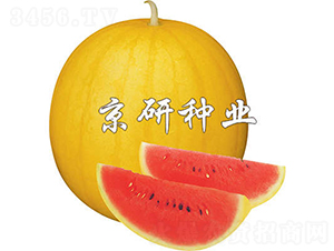 �SƤ����1̖(h��o)-���ϷN��-����