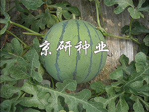 ���P-���ϷN��-����