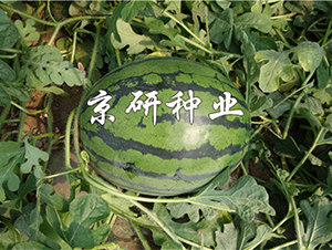 ����8K-���ϷN��-����