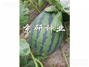 ����6K-���ϷN��-����