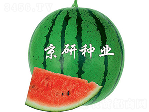 ����4̖(h��o)-���ϷN��-����