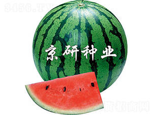 ����2̖(h��o)-���ϷN��-����