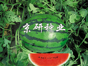 ����-���ϷN��-����