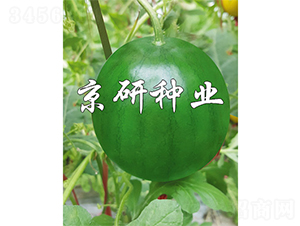 ����-���ϷN��-����