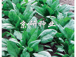 ����5̖(h��o)-���˷N��-����