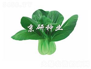 ����6̖(h��o)-С�ײ˷N��-����