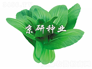 ����1̖(h��o)-С�ײ˷N��-����