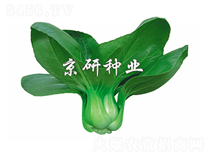 ����5̖(h��o)-С�ײ˷N��-����