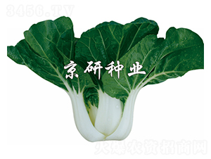 ���к��~2̖(h��o)-С�ײ˷N��-����