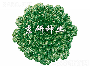 ���G������-С�ײ˷N��-����