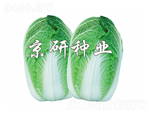 ������4̖-���޲˷N��-����