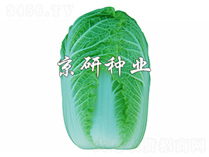 ������5̖-���޲˷N��-����