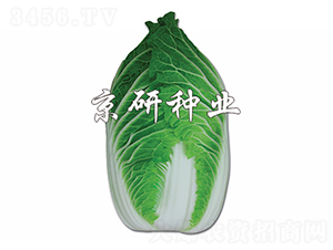 �����G-�ײ˷N��-����