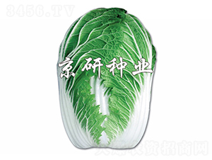 ������2̖-�ײ˷N��-����