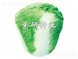 ����65̖-�ײ˷N��-����