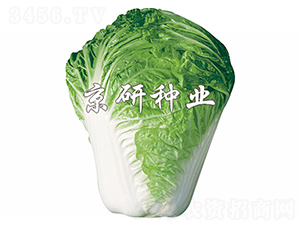 С�s61̖-�ײ˷N��-����