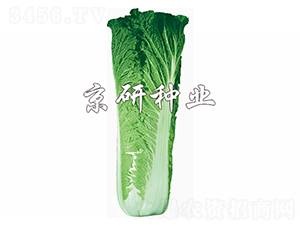 ����65̖-�ײ˷N��-����