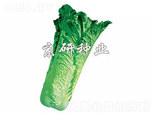 ����70̖-�ײ˷N��-����