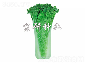 ����555-�ײ˷N��-����