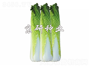 ����65-�ײ˷N��-����