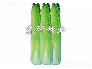 ����70-�ײ˷N��-����