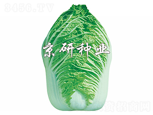 ������ţ��-�ײ˷N��-����