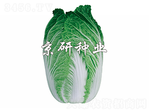 ����76-�ײ˷N��-����