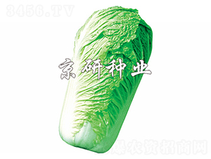 ������3̖-�ײ˷N��-����