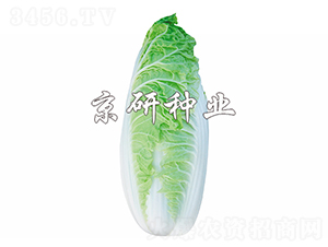 ����-�ײ˷N��-����