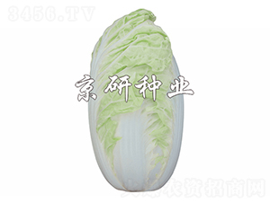 ����4̖(h��o)-�ײ˷N��-����