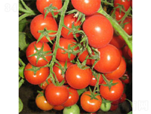 ���t�t����-���ѷN��-���A�N�I(y��)