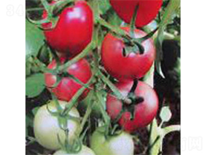 ���_��-���ѷN��-���A�N�I(y��)