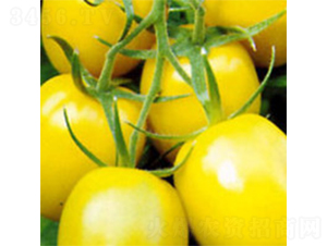 �����-���ѷN��-���A�N�I(y��)