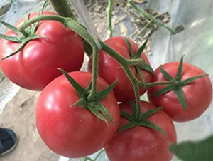 ������̖F1-���ѷN��-���A�N�I(y��)