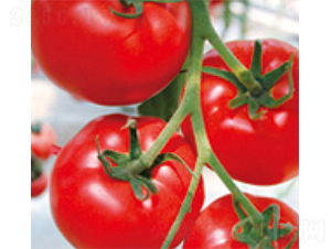 ���o�tF1-���ѷN��-���A�N�I(y��)