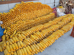 ��̩55̖-���׷N��-���r(n��ng)�l(f��)