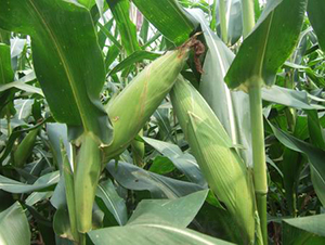 �h��999-���׷N��-���r(n��ng)�l(f��)