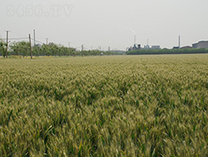 ����8̖(h��o)-С���N��-���r(n��ng)�l(f��)