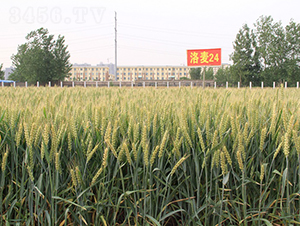 ����24-С���N��-���r(n��ng)�l(f��)