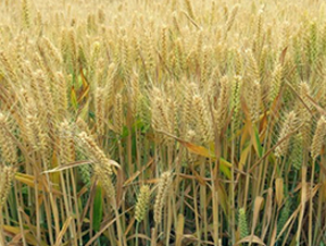 ����170-С���N��-���r(n��ng)�l(f��)