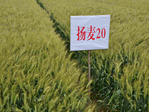 �P��20-С���N��-���r(n��ng)�l(f��)