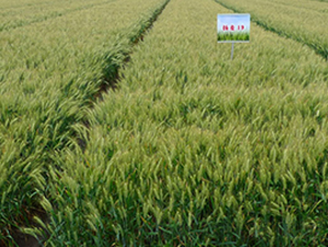 �P��19-С���N��-���r(n��ng)�l(f��)