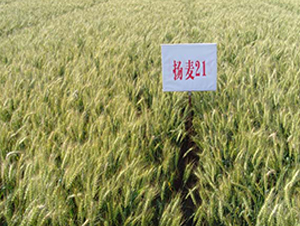 �P��21-С���N��-���r(n��ng)�l(f��)